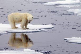 Ártico - Calentamiento global