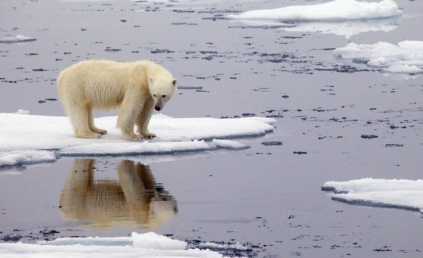 Ártico - Calentamiento global