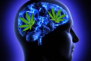 Cannabis cerebro