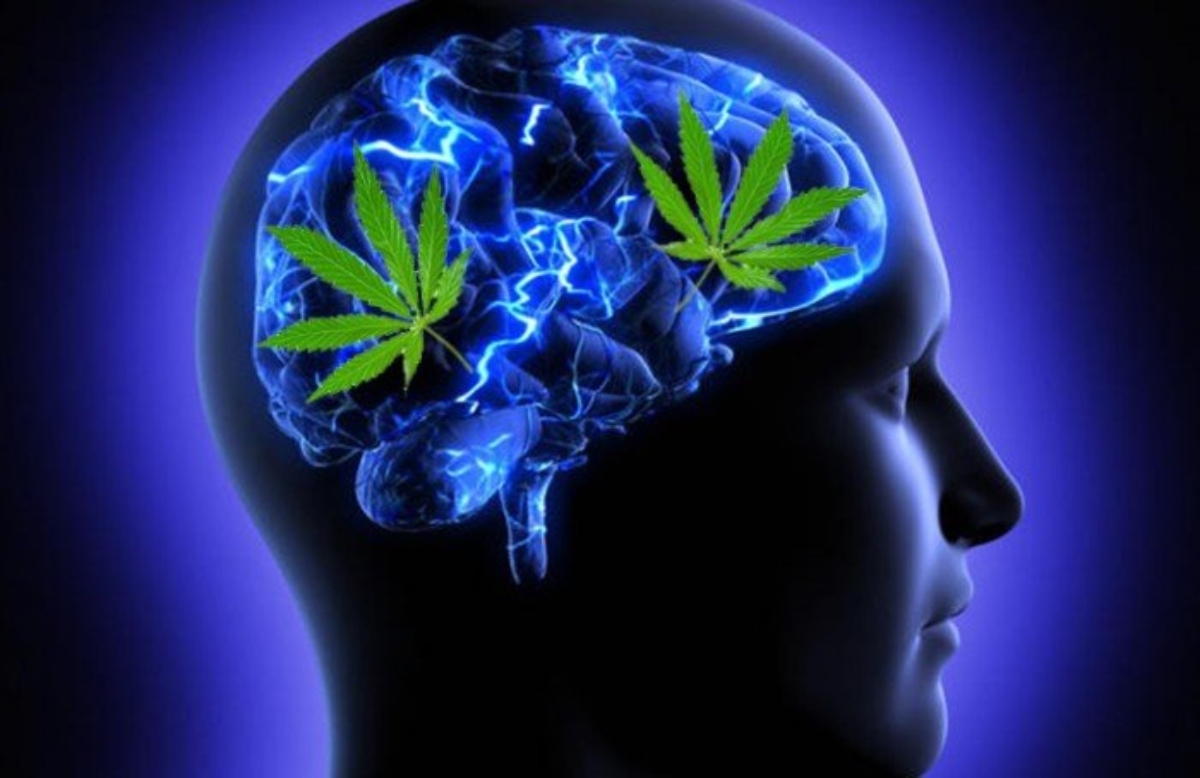 Cannabis cerebro