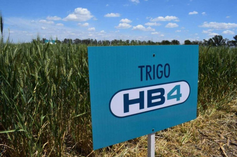 trigo hb4