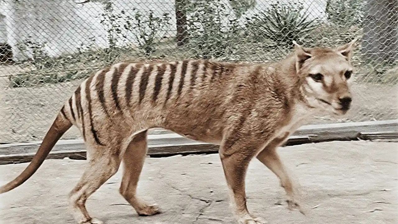 tigre tasmania