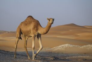 virus del camello