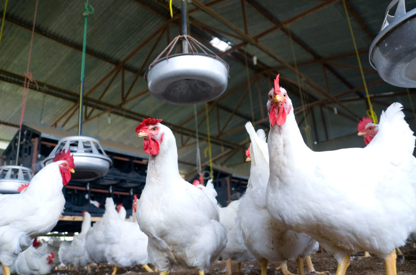 Influenza aviar aves carne avícolas