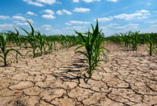 Sequía producción argentina