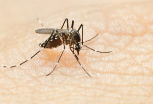 Mosquito que transmite dengue.