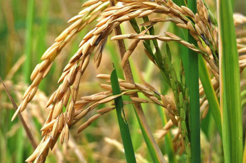 arroz producción dólar agro