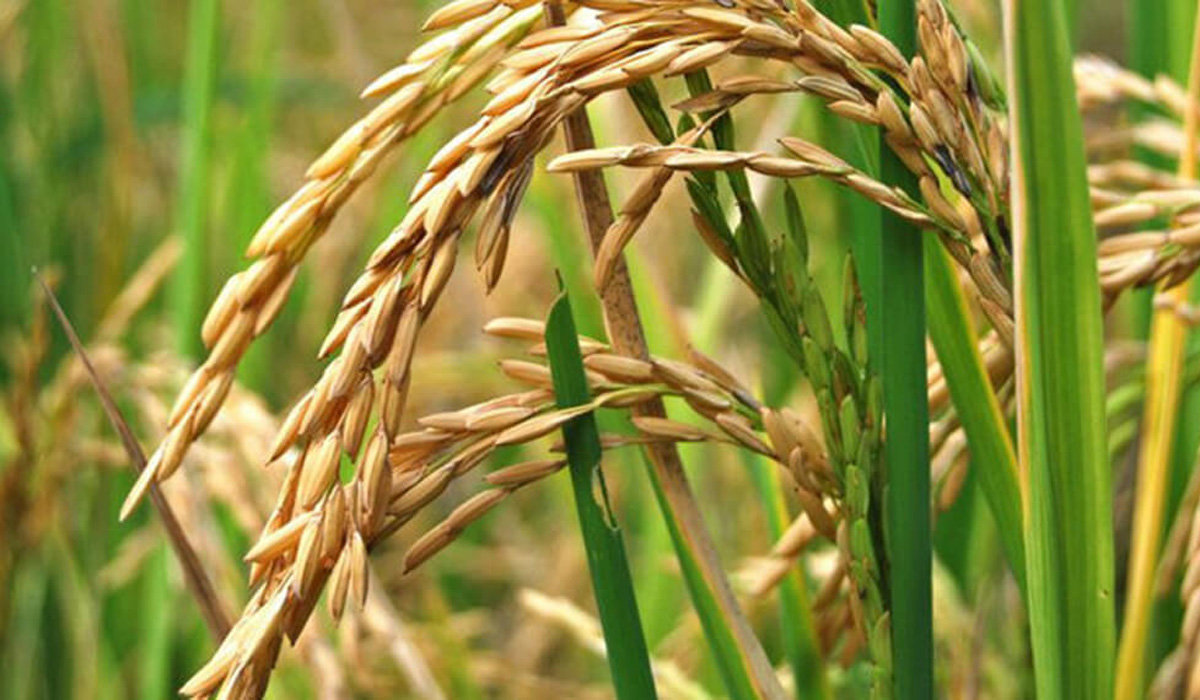 arroz producción dólar agro