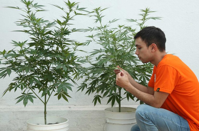 cultivo cannabico marihuana