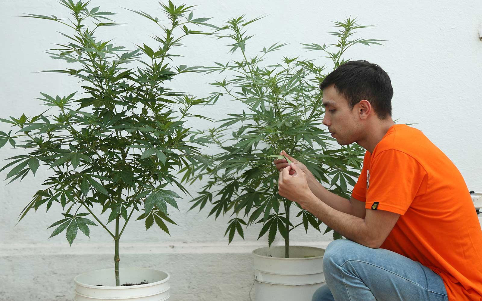 cultivo cannabico marihuana