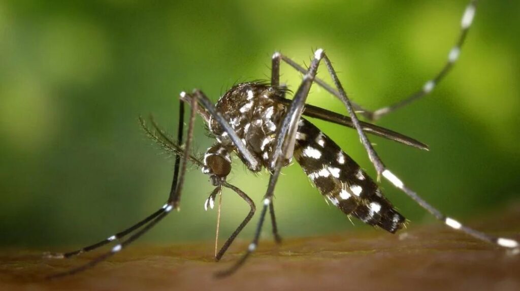 Mosquito Aedes aegypti, transmisor de dengue