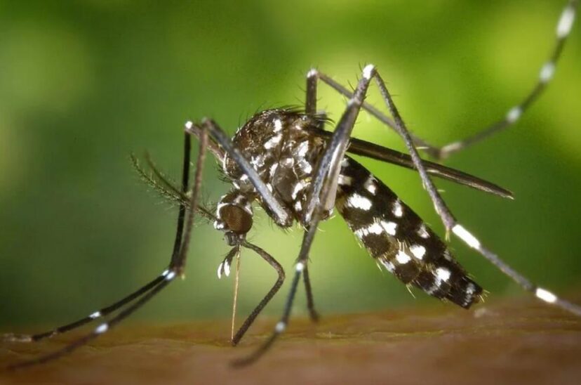 Mosquito Aedes aegypti, transmisor de dengue