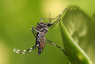 Aedes aegypti, el mosquito que transmite dengue.