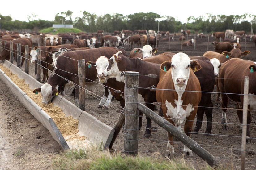 Feedlot engorde hacienda