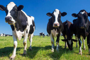 lácteos lechería vaca holando y crisis leche argentina retenciones lácteos