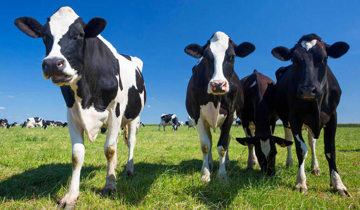 lácteos lechería vaca holando y crisis leche argentina retenciones lácteos