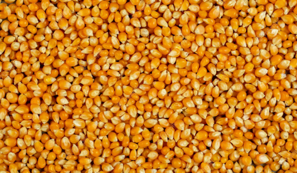 maíz semillas asa