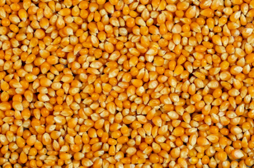 maíz semillas asa siembra siembra nacional