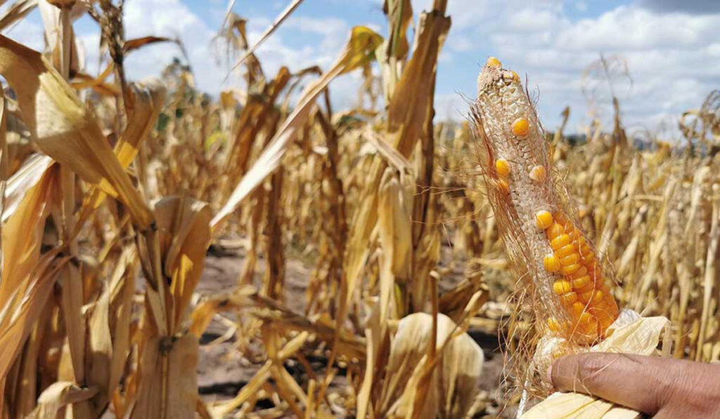 maíz sequía