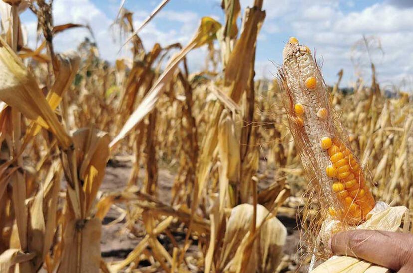 maíz sequía