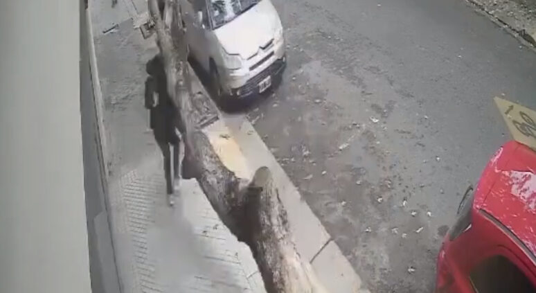 mujer accidente con el árbol