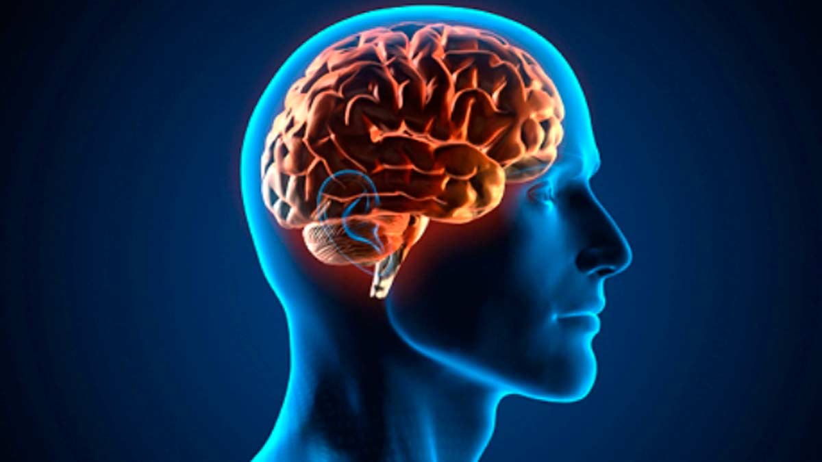 Cerebro humano - descubrimientos sobre el alzheimer