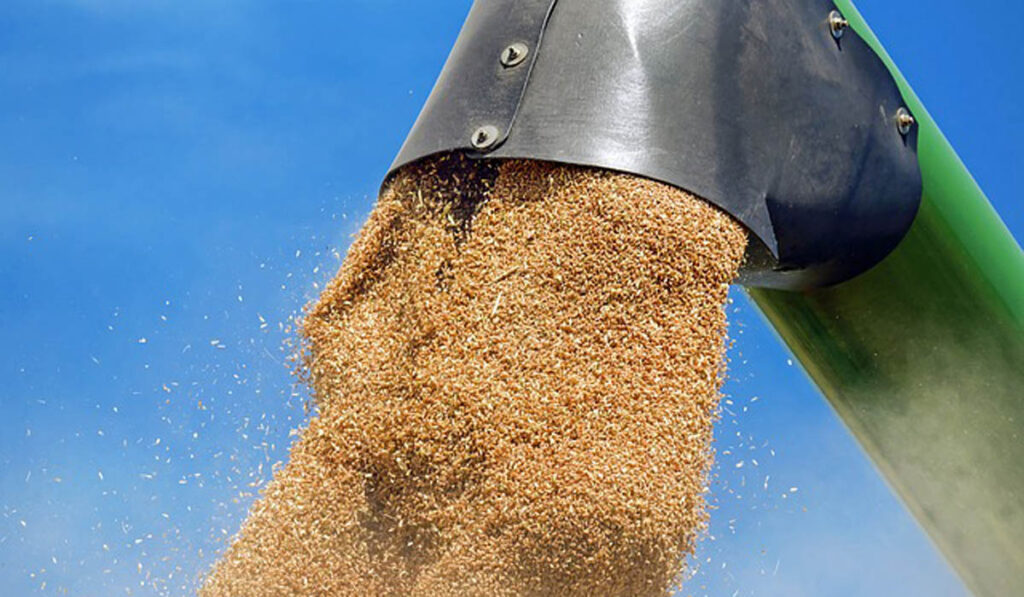 cosecha trigo grano