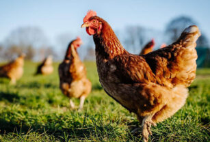 gripe aviar influenza aviar entre ríos