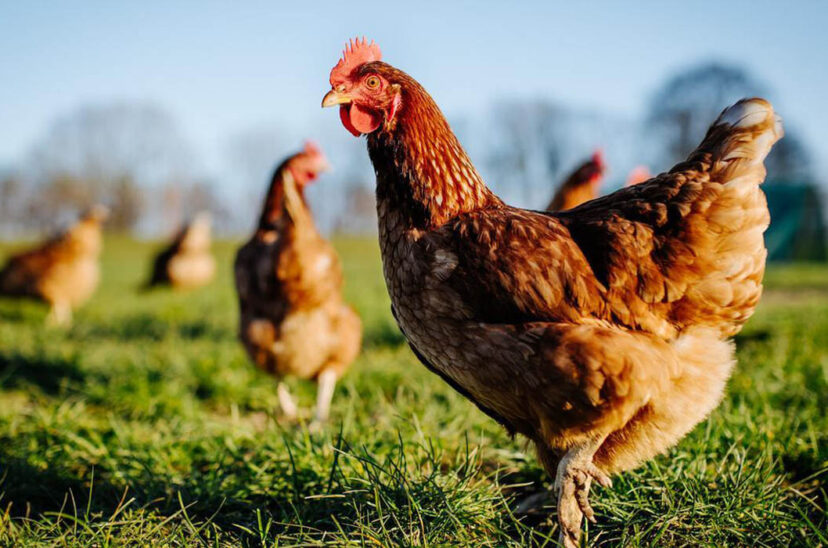 gripe aviar influenza aviar entre ríos