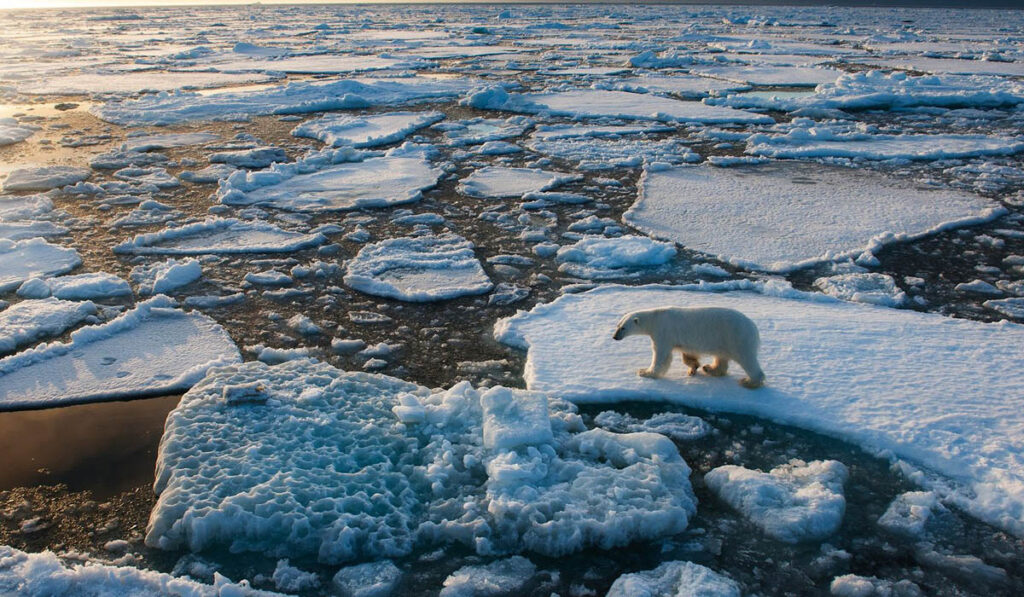 oso polar calentamiento global clima cálidos