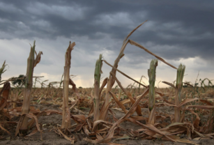 sequía maíz productores
