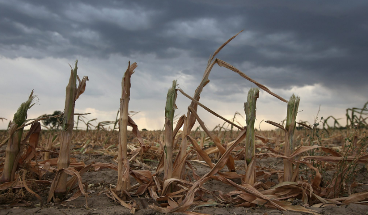 sequía maíz productores