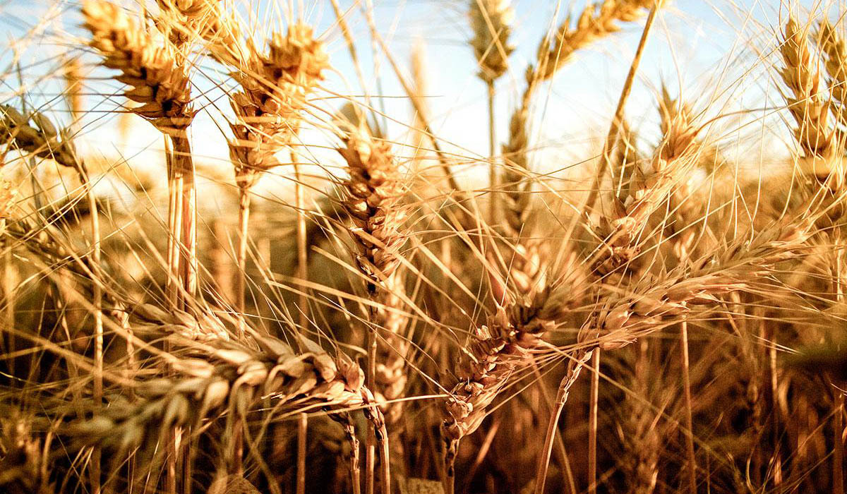 trigo producir fertilidad 2023 pan producción de trigo