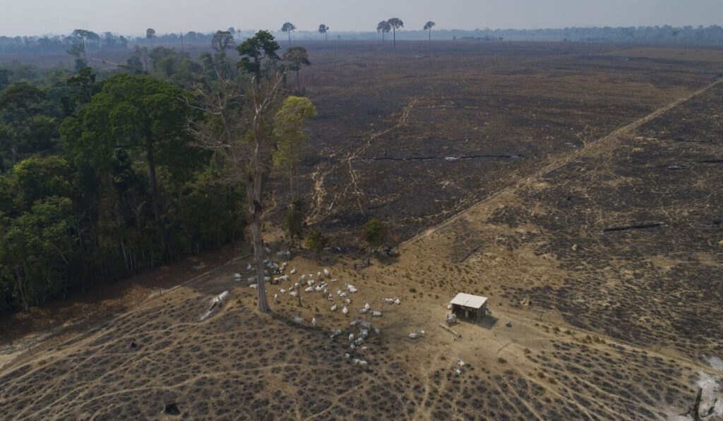 2022 deforestación amazonas