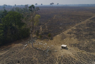 2022 deforestación amazonas