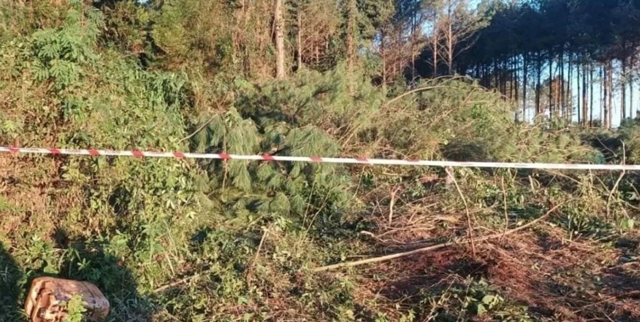 Plantación donde un joven murió aplastado por un árbol.