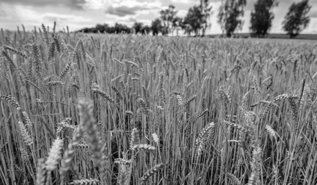 producción agrícola trigo blanco y negro trigo en el centro campaña de trigo