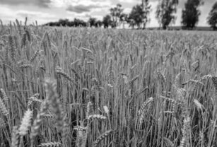 producción agrícola trigo blanco y negro trigo en el centro campaña de trigo