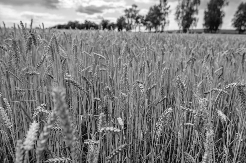 producción agrícola trigo blanco y negro trigo en el centro campaña de trigo