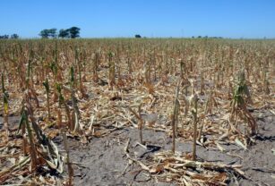 sequía situación financiera trigo y el maíz producción agropecuaria