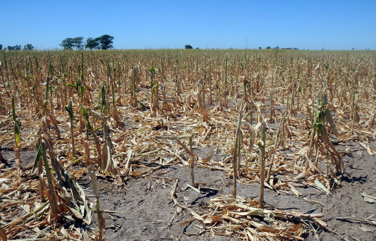 sequía situación financiera trigo y el maíz producción agropecuaria