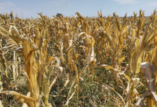 sequía maíz emergencia