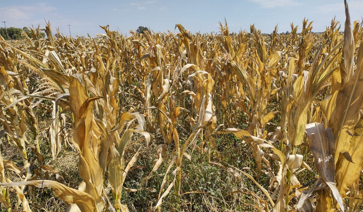 sequía maíz emergencia