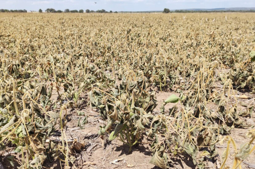 sequía soja emergencia agropecuaria PBI del agro producción argentina