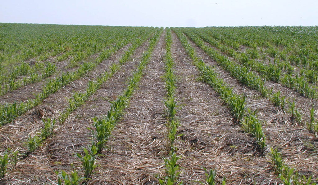 maíz en siembra directa con rastrojo de trigo