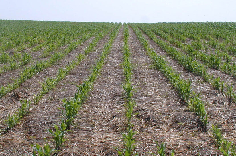 maíz en siembra directa con rastrojo de trigo soja Campaña gruesa