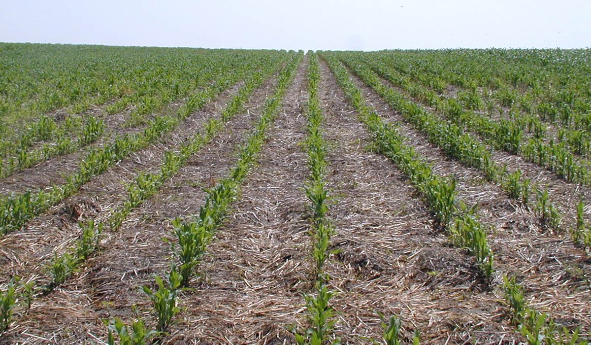 maíz en siembra directa con rastrojo de trigo soja Campaña gruesa