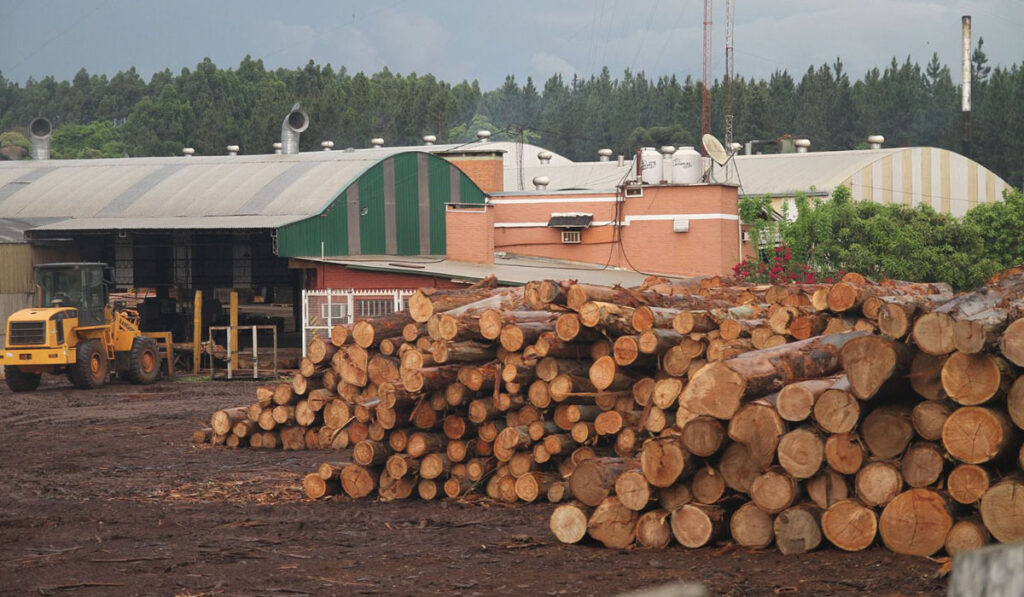 Industria forestal Economías Regionales