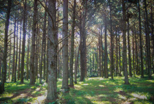 bosque árbol plantaciones créditos de carbono