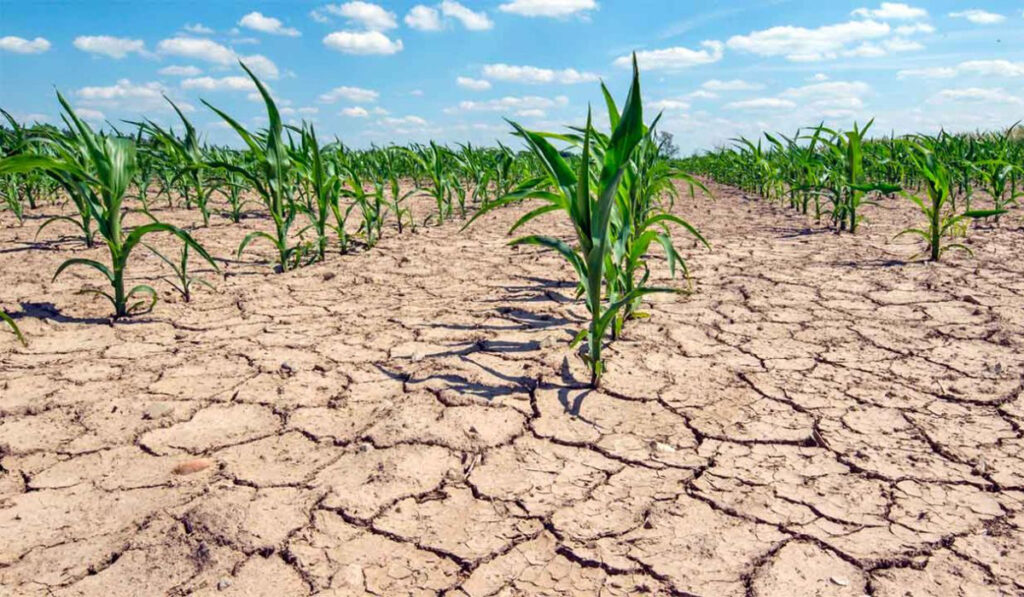 maíz sequía presupuesto 2024